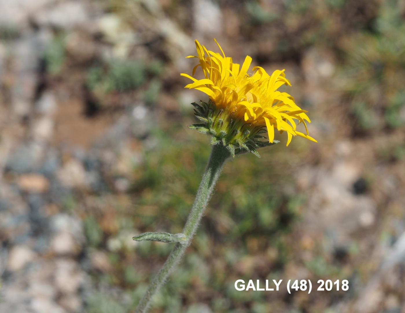 Inula, Mountain flower